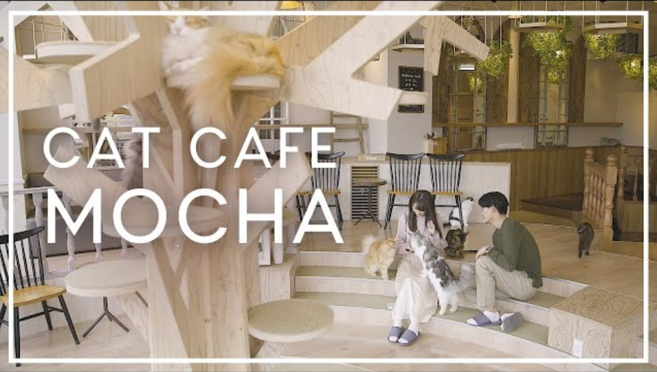 WEB「猫カフェMOCHA/猫と一緒に幸せなひと時を過ごしませんか？」キャスト